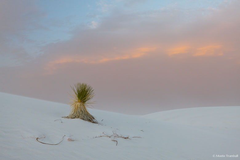 Fierce winds blowing sand across the dunes and around a yucca obscure the view of the clouds lit by the setting sun at White Sands National Monument in New Mexico.