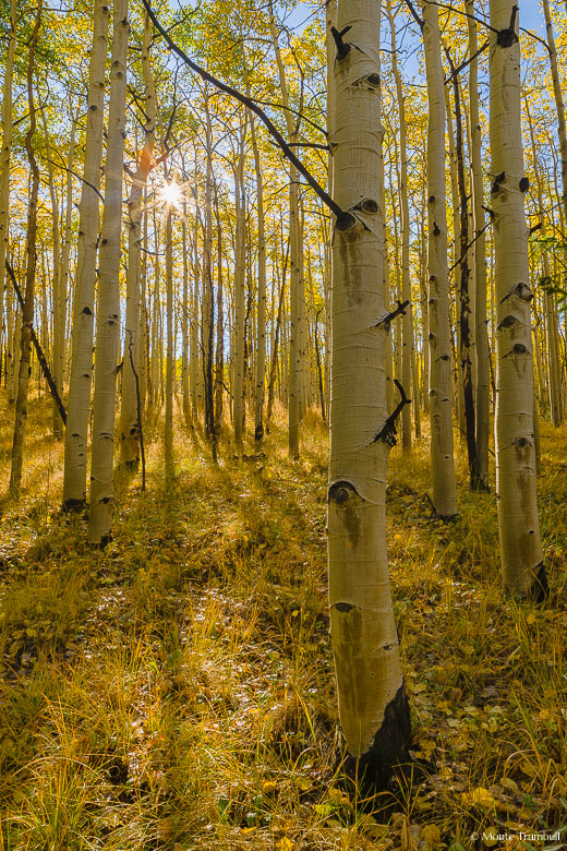 The sun filters through a golden aspen grove along Aspen Ridge outside of Buena Vista, Colorado.