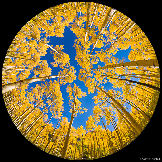 A fisheye view of a golden aspen canopy against a blue sky outside of Buena Vista, Colorado.