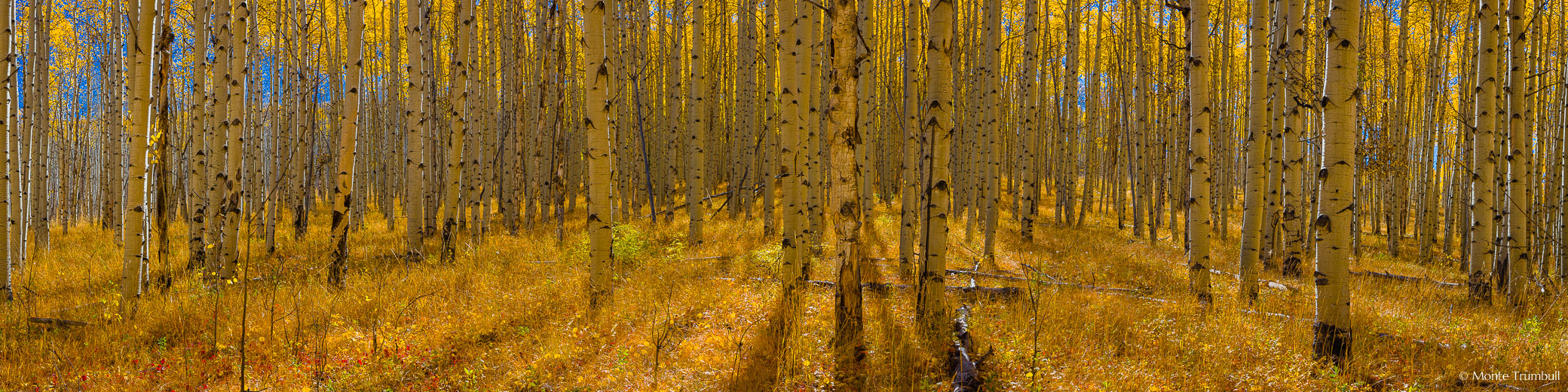 Autumn sunshine streams through an aspen grove illuminating the forest floor carpeted in golden undergrowth in the San Isabel National Forest outside of Buena Vista, Colorado.