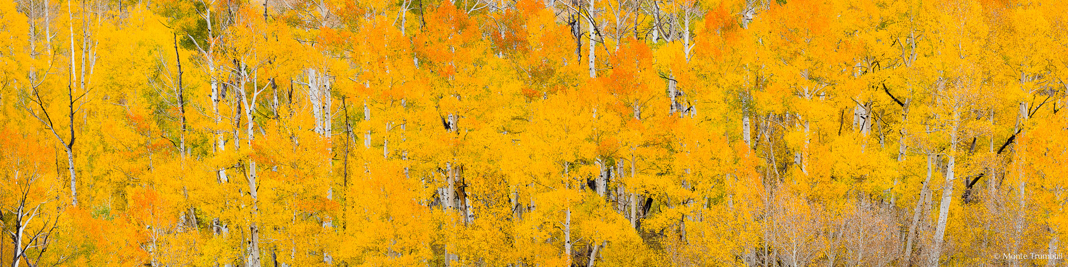 A panoramic view of a vibrant grove of golden and orange aspen trees along Last Dollar Road outside of Ridgway in southwestern Colorado.