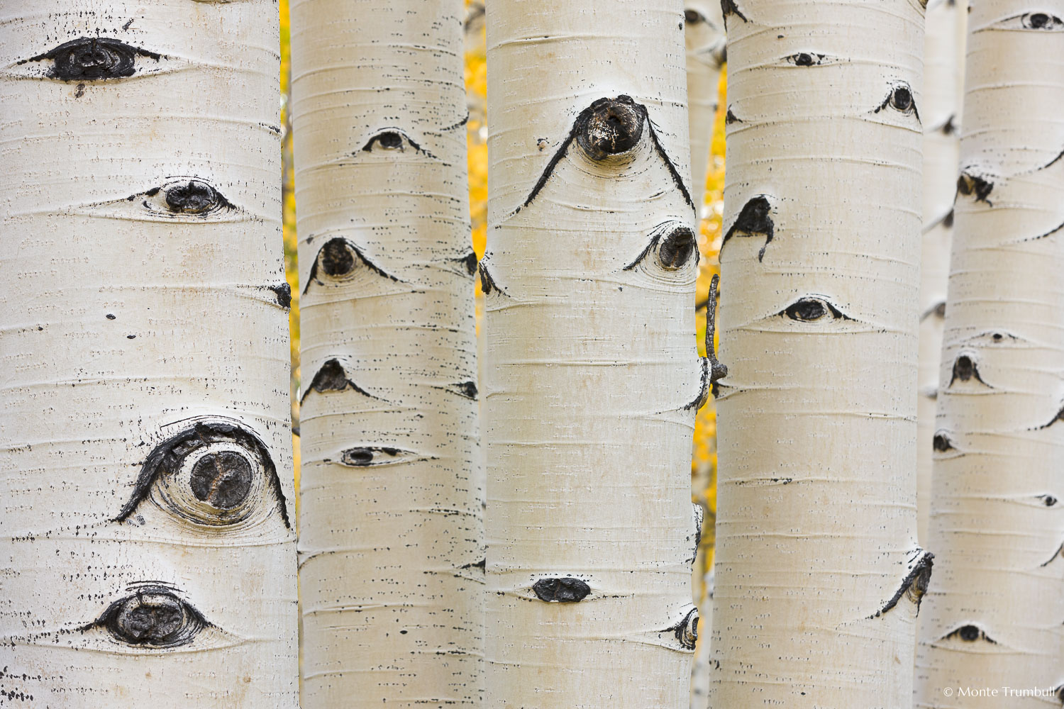 MT-20110930-075044-0035-Colorado-Buena-Vista-aspen-trunks-fall-color.jpg