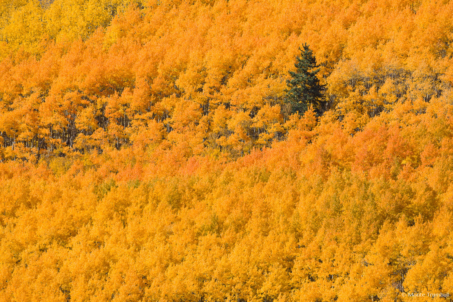 MT-20111003-144010-0032-Colorado-golden-orange-aspens.jpg